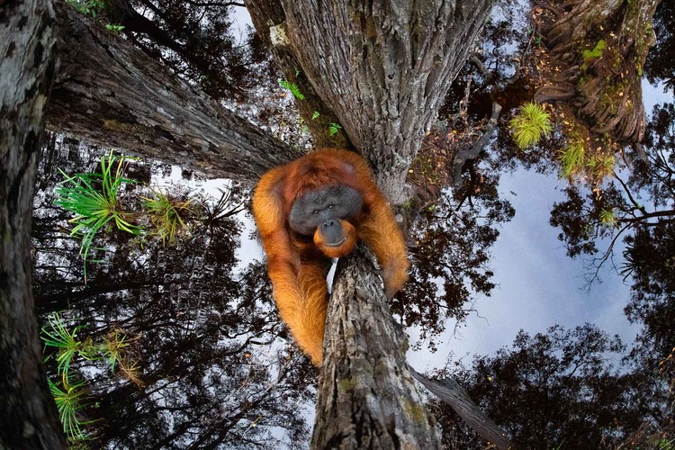 Kontes foto alam Nature TTL 2021