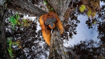 Nature TTL Photographer of the Year 2021 diraih oleh Thomas Vijayan. Nikon D850 with 8-15mm lens. 1/400th, f/4.5, ISO 5,000. Foto: dok Nature TTL 2021