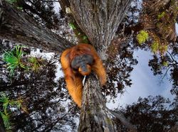 Karya Jawara Kontes Foto Satwa dan Alam yang Menyihir Mata