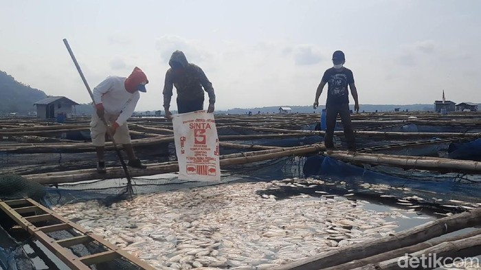 Petani karamba di Waduk Gajah Mungkur, Wonogiri, menjaring ikan budi daya yang mati mendadak, Rabu (23/6/2021).