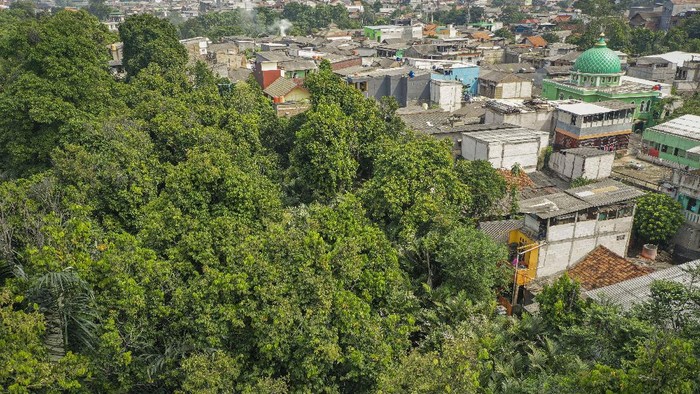 BENTENG TERAKHIR KONSERVASI MASKOT JAKARTA Lahan Kebun Cagar Buah Condet (KCBC) berdampingan dengan permukiman padat penduduk di Balekambang, Kramat Jati, Jakarta Timur.