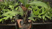 Masa tahun 1990-an menjadi awal dari perubahan nasib tanaman keluarga palem-paleman (Arecaceae) itu di Condet. Arus urbanisasi mendorong alih fungsi lahan tempat salak condet tumbuh menjadi kawasan permukiman penduduk.