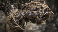 Melalui pembebasan kebun salak warga setempat yang tersisa, Pemerintah Provinsi DKI Jakarta menjadikan KCBC sebagai lahan konservasi buah berkulit sisik coklat kehitaman itu. Proses pendiriannya sendiri berlangsung dari 2005 hingga 2007.   