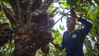 Bukan hanya di Balekambang saja, salak condet juga tumbuh di tiga kelurahan lain, seperti Batuampar, Gedong, dan Tengah. Selain itu, salak Condet juga memiliki keistimewaan pada umur produktif yang panjang. Hingga berumur 70 tahun, salak condet masih bisa terus berbuah tanpa kenal musim.  