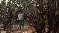 Seorang bekas pemilik lahan kebun salak yang kini bekerja sebagai petugas Kebun Cagar Buah Condet, Asnawi bercerita, dahulu lahan kebun salak condet di Balekambang sangat luas.