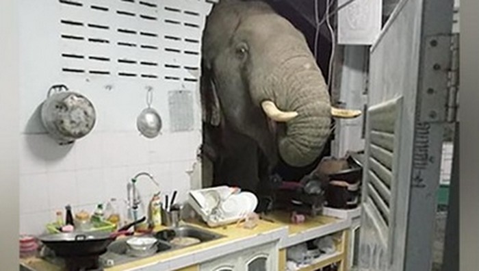 Gajah nyasar ke dapur