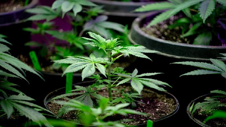 Ganja Close Up of a Young Hemp or Marijuana Plant Growing in a Nursery Getting Ready to be Planted in a Field