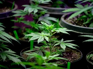 Studi Temukan Asal-usul Ganja