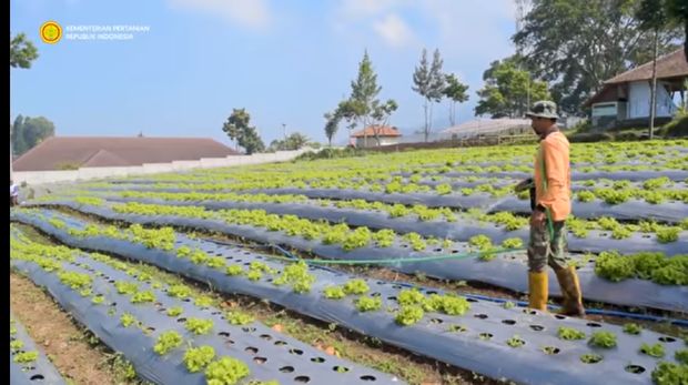 Hanya Lulusan SD, Petani Sayur Ini Sukses Raih Penghargaan Dunia