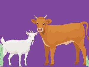 Catat! Daftar Harga Online Hewan Qurban