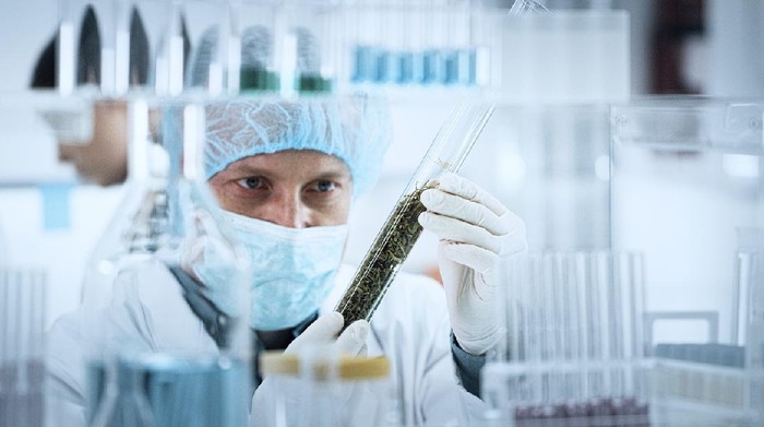 Scientists working in lab. Testing medical marijuana buds