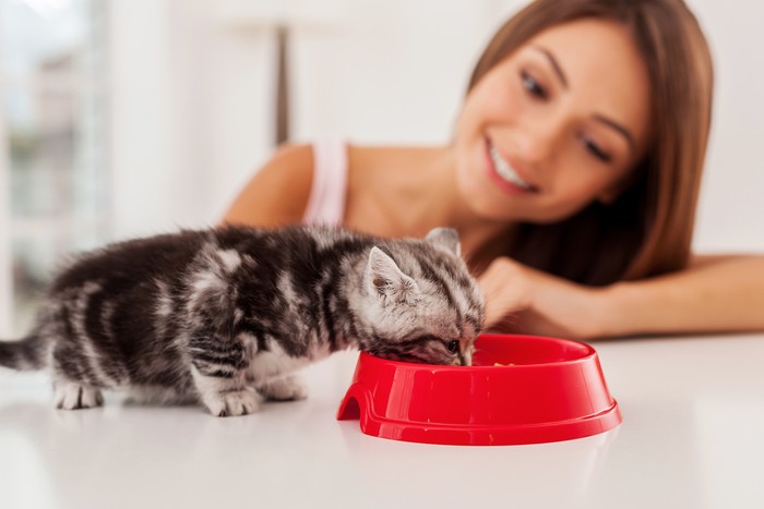 Makanan Kucing Maine coon cat eating her food