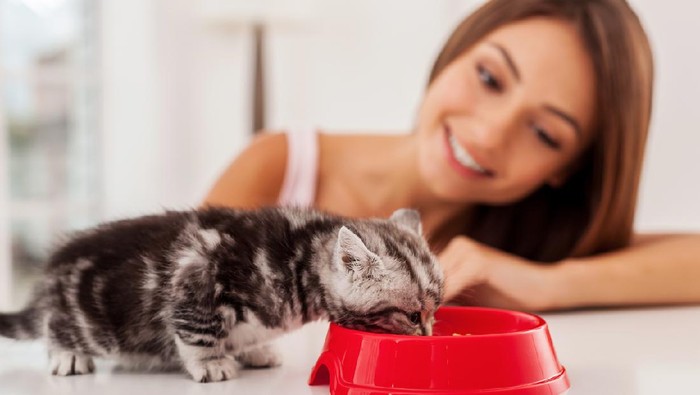 Maine coon cat eating her food