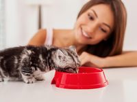 5 Penyebab Kotoran Kucing Bau dan Cara Mengatasinya - wetfood kucing
bau kuat