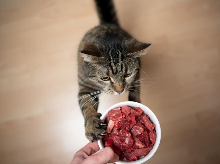 Maine coon cat eating her food