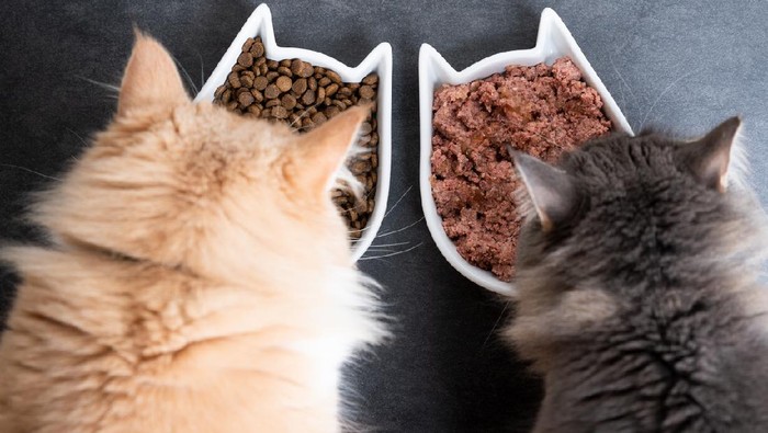 Maine coon cat eating her food