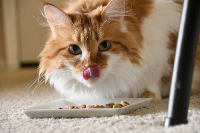 Maine coon cat eating her food