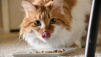 Kucing tidak bisa merasakan rasa manis. Jadi, percuma deh kamu kasih coklat atau permen, karena dia nggak akan bisa merasakan rasanya. ( Getty Images/iStockphoto)