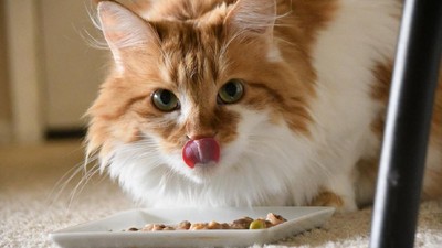 Fakta Menarik tentang Kucing, Majikannya Manusia