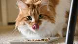 Viral Kucing Tunggui Makam Mufti, Ini Istimewanya si Anabul dalam Islam