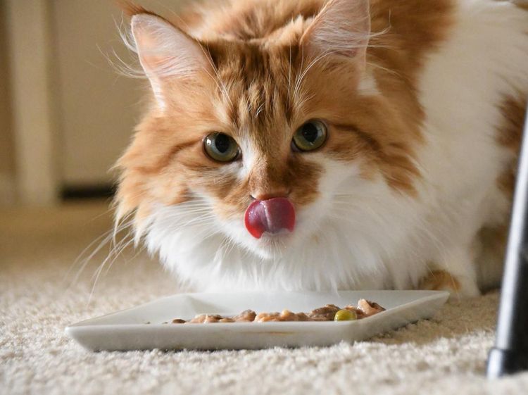 Fakta Menarik tentang Kucing, Majikannya Manusia