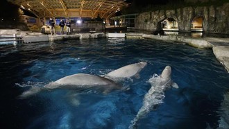 Ditolak China, Marineland Kanada Lirik AS untuk Relokasi Paus Beluga
