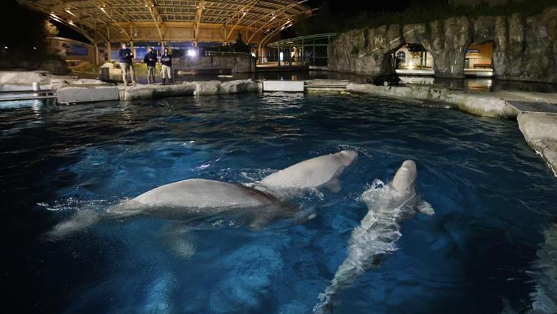 Paus beluga Paus beluga