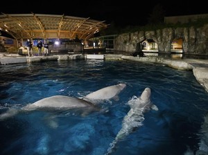 Tiga Paus Beluga Ini Lagi Butuh Nama, Kira-Kira Apa Ya yang Cocok?