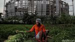Petani Ibu Kota Jatuh Bangun Bertahan Dihantam Pandemi Corona