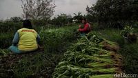 Petani Ibu Kota Jatuh Bangun Bertahan Dihantam Pandemi Corona