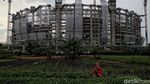 Petani Ibu Kota Jatuh Bangun Bertahan Dihantam Pandemi Corona