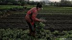 Petani Ibu Kota Jatuh Bangun Bertahan Dihantam Pandemi Corona