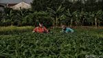 Petani Ibu Kota Jatuh Bangun Bertahan Dihantam Pandemi Corona