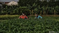 Seperti diketahui, pandemi COVID-19 masih belum berakhir di Tanah Air. Kasus COVID-19 justru melonjak pascalebaran.