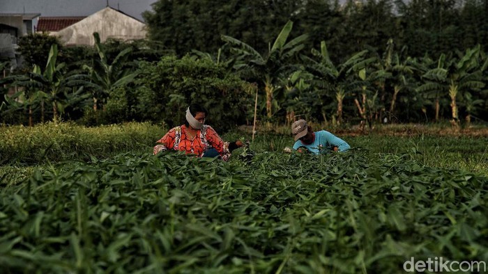 Pandemi COVID-19 belum reda di Tanah Air. Kondisi itu membuat para petani di Jakarta berupaya sekuat tenaga agar tetap dapat bertahan hidup di masa pandemi.