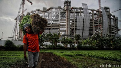 Petani Ibu Kota Jatuh Bangun Bertahan Dihantam Pandemi Corona