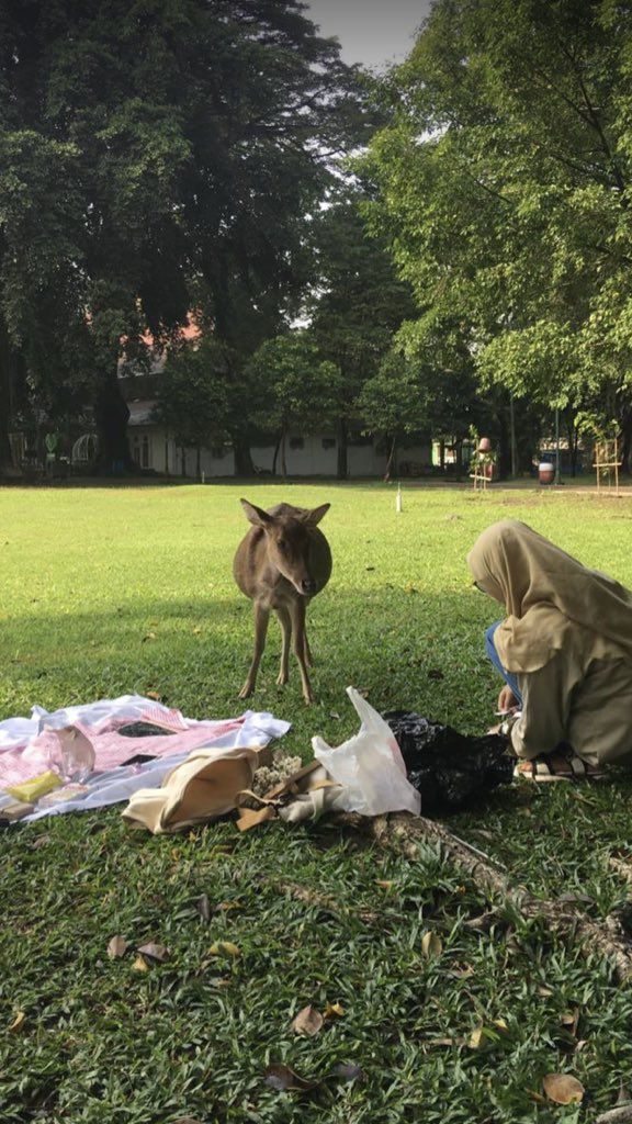 Ngakak! Niat Piknik Cantik, Makanan Wanita Ini Malah Dicuri Angsa dan Rusa