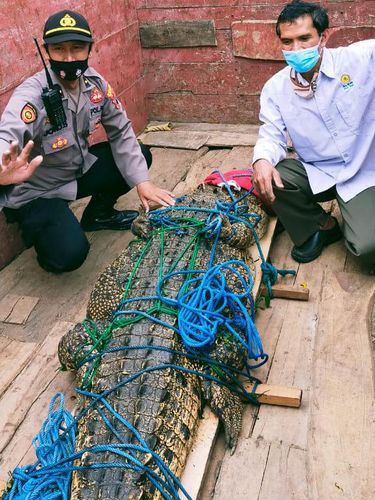 Proses evakuasi buaya muara 3 kuintal dari warga Sambungmacan, Sragen, Kamis (24/6/2021).