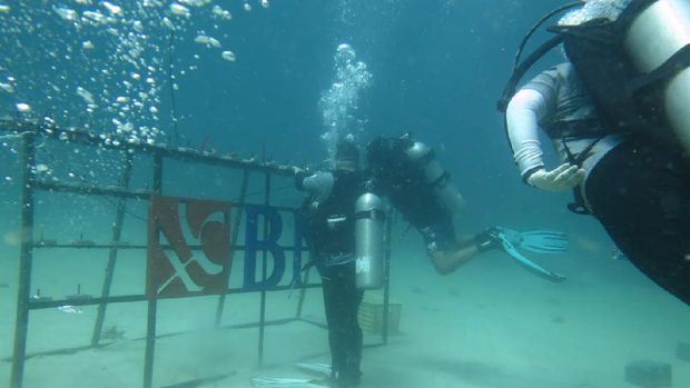 Rayakan HUT, BNI Tanam 1.946 Terumbu Karang di Likupang. (Dok.BNI)