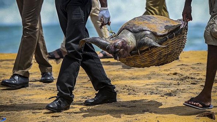 So Sad, Hewan-hewan Ini Mati Gegara Tumpahan Bahan Kimia Wildlife officials carry away the carcass of a turtle that was washed ashore at the beach of Angulana, south of Sri Lanka's capital Colombo on June 24, 2021. (Photo by ISHARA S. KODIKARA / AFP) (Photo by ISHARA S. KODIKARA/AFP via Getty Images)