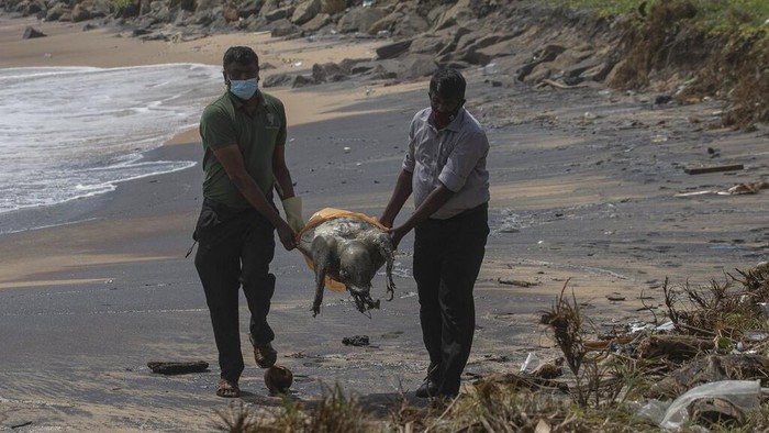 FILE - In this Monday, May 31, 2021 file photo, a crab roams on a beach polluted with polythene pellets that washed ashore from burning ship MV X-Press Pearl anchored off Colombo port at Kapungoda, out skirts of Colombo, Sri Lanka. To save the planet, the world needs to tackle twin crises of climate change and species loss together, using solutions that fix both not just one, two different teams of United Nations scientists said in a joint report released on Thursday, June 10, 2021. (AP Photo/Eranga Jayawardena, File)