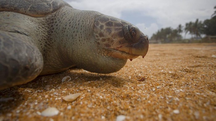 So Sad, Hewan-hewan Ini Mati Gegara Tumpahan Bahan Kimia Para penjaga pantai mengevakuasi sejumlah hewan laut yang mati di pantai Sri Lanka. Penyu, lumba-lumba dan paus biru itu diduga mati karena tumpahan bahan kimia yang dibawa oleh kapal yang terbakar, beberapa waktu lalu.
