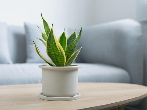 Decorative sansevieria plant on wooden table in living room. Sansevieria trifasciata Prain in gray ceramic pot.