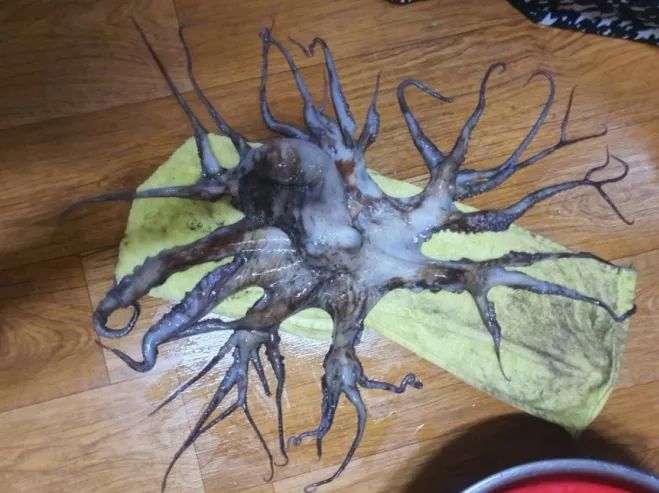 Temuan Gurita dengan 32 Kaki di Korea Selatan