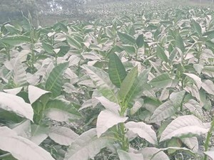 Hujan Abu Dampak Erupsi Juga Mengguyur Lereng Merapi Sisi Klaten