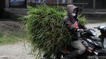 Hujan Abu Merapi Kembali Guyur Sleman
