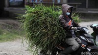 Warga tetap beraktivitas mencari pakan ternak di tengah guyuran hujan abu Merapi. Selain di lereng sisi Sleman, hujan abu dampak erupsi juga dilaporkan terjadi lereng sisi Boyolali, Jateng.