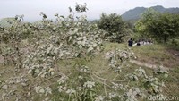 Ada 2 Kapanewon yang diguyur hujan abu. Yakni di Kapanewon Pakem dan Cangkringan. Sementar itu sebaran hujan abu meliputi wilayah Cangkringan di Padukuhan Kalitengah Lor, Kaliadem, Ngrangkah, dan Plosokerep. Sementara wilayah Pakem meliputi Padukuhan Turgo.