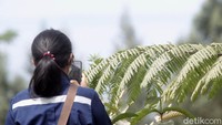 Seorang warga mengabadikan abu Merapi yang menempel di dedaunan. Seperti diketahui, Gunung Merapi erupsi sebanyak 3 kali pagi ini. Selain awan panas, teramati juga guguran lava pijar yang mengarah ke tenggara.