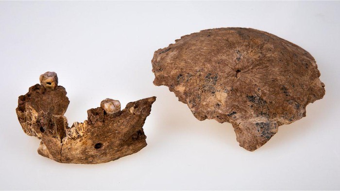 Israel temukan jenis baru manusia purba, diduga nenek moyang Neanderthal